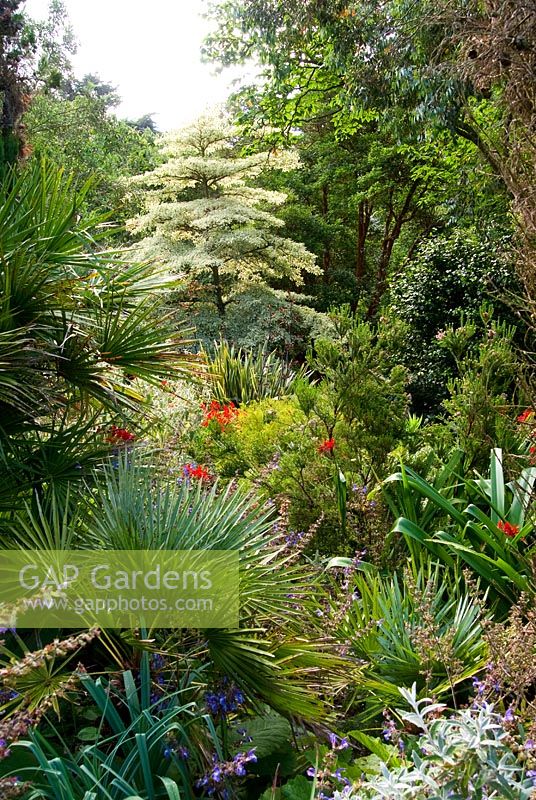 Cornus controversa 'Variegata' seen beyond part of the Mediterranean bank planted with Palms, Salvias and red Crocosmias. Abbotsbury Subtropical Gardens, Dorset, UK
