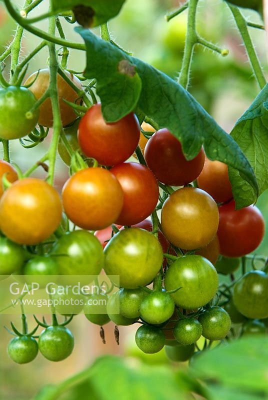 Tomato 'Sweet Million' - RHS Garden Rosemoor, Great Torrington, Devon, UK