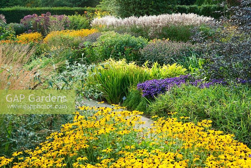 The Square Garden with grasses and Rudbeckia fulgida var. deamii, Asters and Heleniums - RHS Garden Rosemoor, Great Torrington, Devon, UK