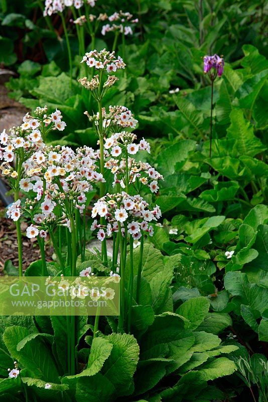 Primula japonica 'Postford White' - June Blake's garden and nursery Co. Wicklow, Ireland 

