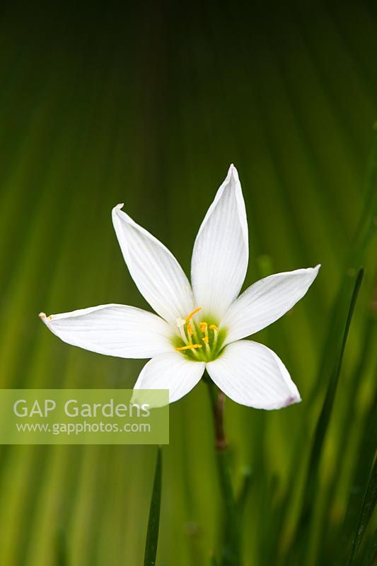 Zephyranthes candida - White Rain Lily flower