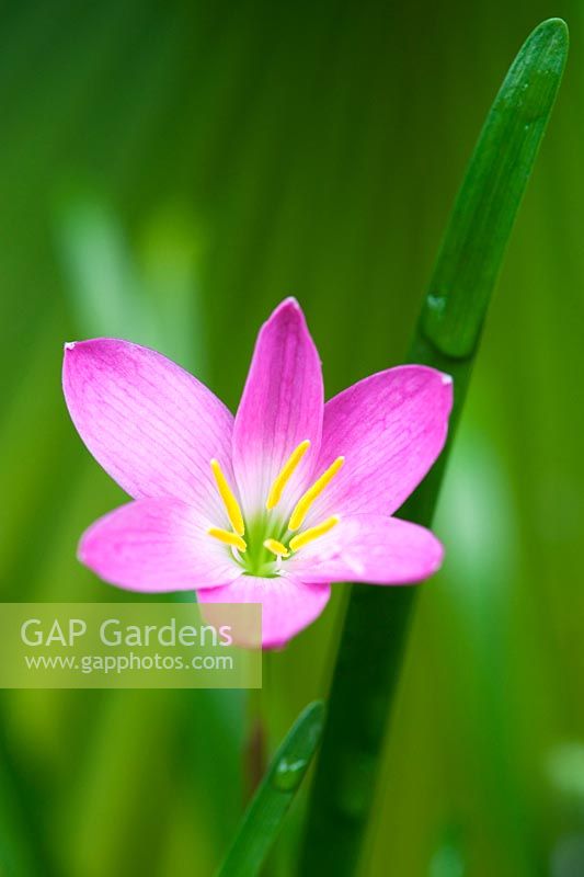 Zephyranthes grandiflora - Rosepink Rain Lily flower