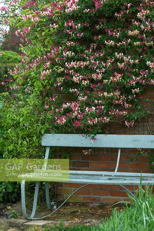 Wooden bench next to wall with Lonicera - Honeysuckle. High Hall Suffolk, UK