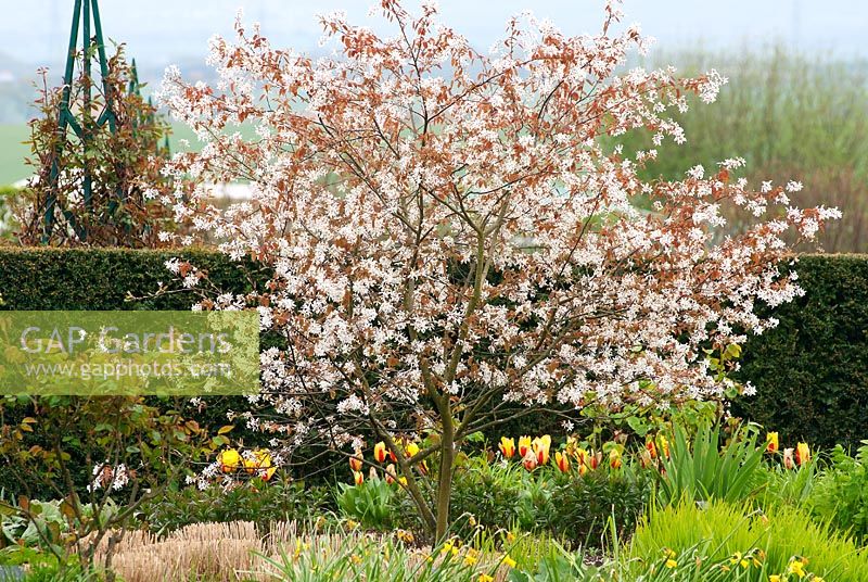 Amelanchier laevis -  Allegheny Service Berry with Tulipa and Taxus hedge in April at RHS Hyde Hall, Essex, UK.