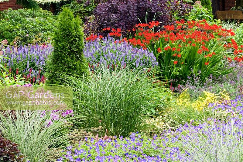 Mixed border with Geranium x 'Rozanne', Miscanthus sinensis 'Morning Light' - Chinese Silver Grass, Thuja occidentalis 'Smaragd' - Yellow Cedar, Phlox paniculata, Agastache 'Blue Fortune', Crocosmia Lucifer - Montbretia and Cotinus. The Bloom Hills Garden, at zu Jeddeloh Pflanzenhandels Germany. July