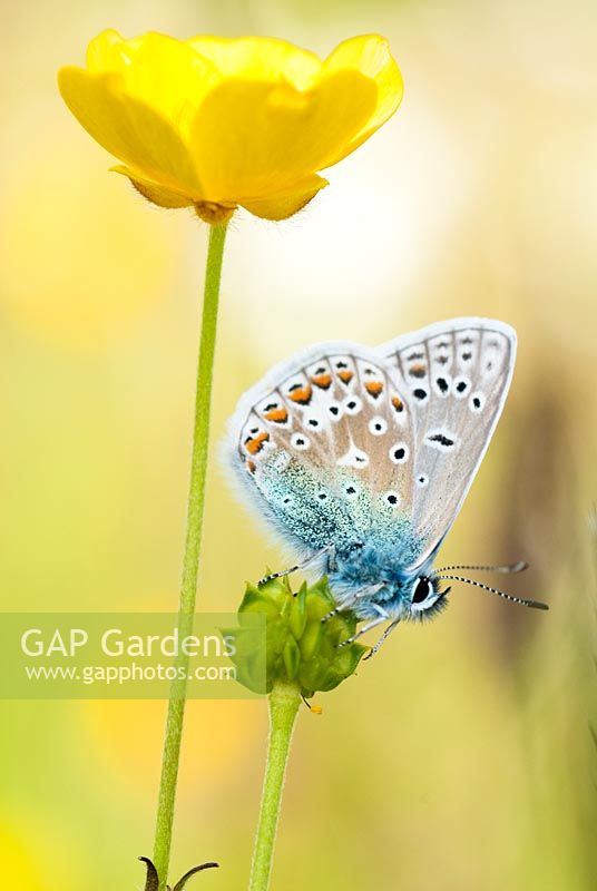 Polyommatus icarus - Male Common Blue Butterfly,  on Ranunculus Acris - Meadow Buttercup,  June