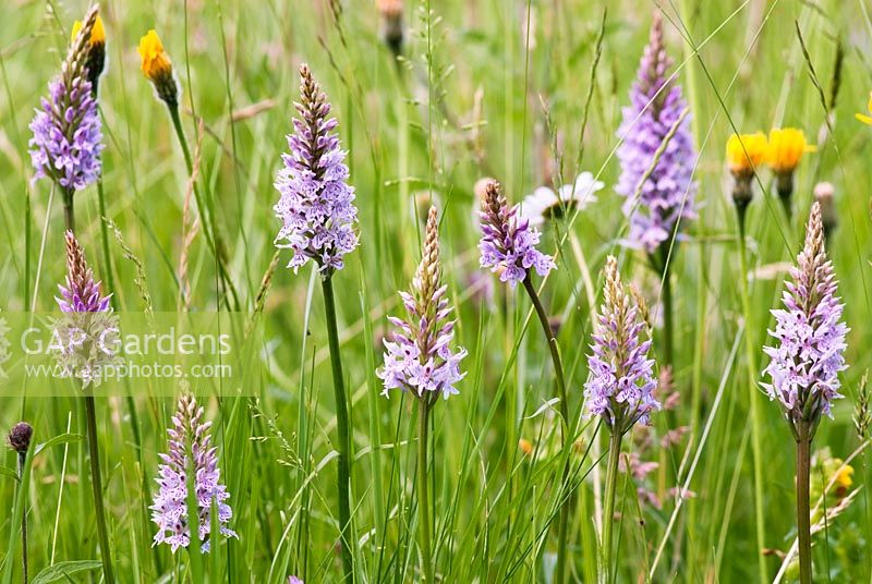 Dactylorhiza fuchsii - Common Spotted Orchid, with Trifolium pratense - Red Clover, Poa pratensis - Meadow Grass, Leucanthemum vulgare - Ox-Eye Daisies and Leontodon taraxacoides - Lesser Hawkbit. South Downs, East Sussex UK
 