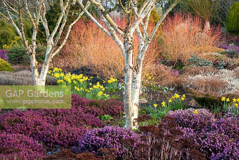 The Winter Garden in March with Betula apoiensis 'Mount Apoi', Cornus sanguinea 'Midwinter Fire', Erica carnea 'Myretoun Ruby' and Erica x darleyensis 'Kramer's Rote' - The Bressingham Gardens, Norfolk