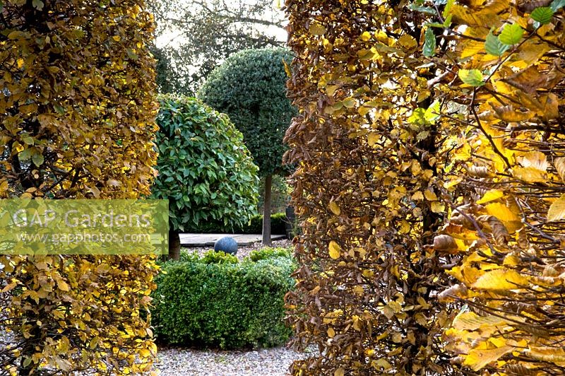 Fagus hedge and topiary - Silverstone Farm, Norfolk