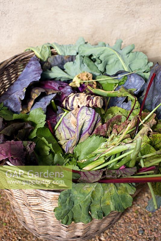 Cabbage leaves and other vegetables in wicker basket to go in the compost bin