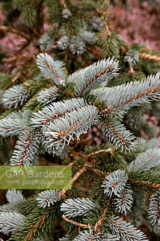 Picea pungens 'Hoopsii' AGM