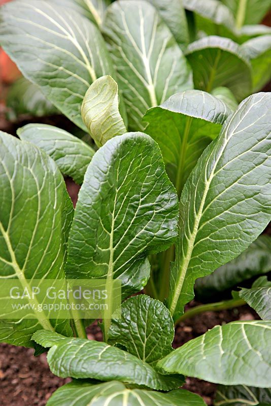 Brassica 'Komatsuna' - Mustard overwintered greenhouse crop in February from a September sowing