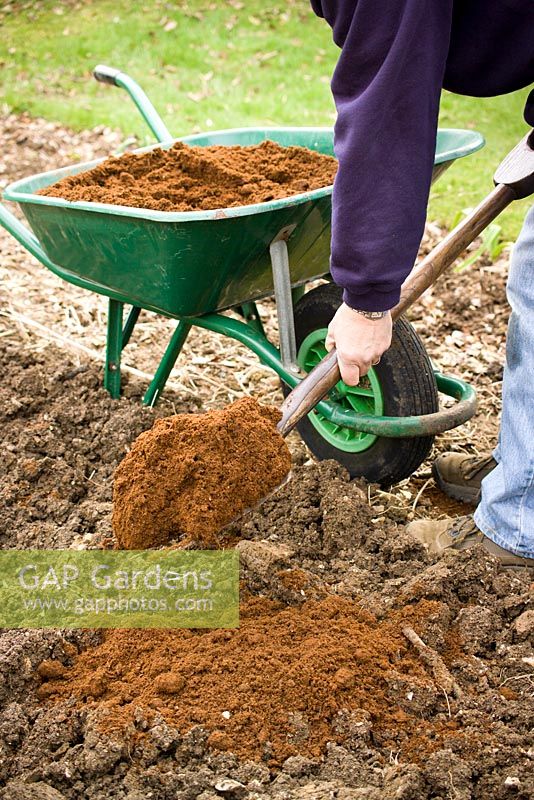 Digging in manure and organic matter to condition the soil