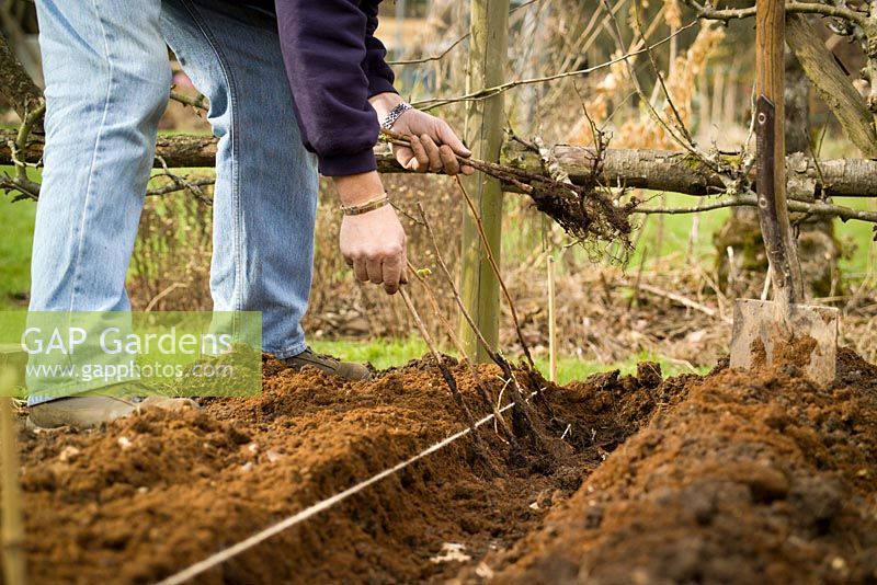 Planting bare rooted raspberry canes in a trench using a taut line of string to mark the row