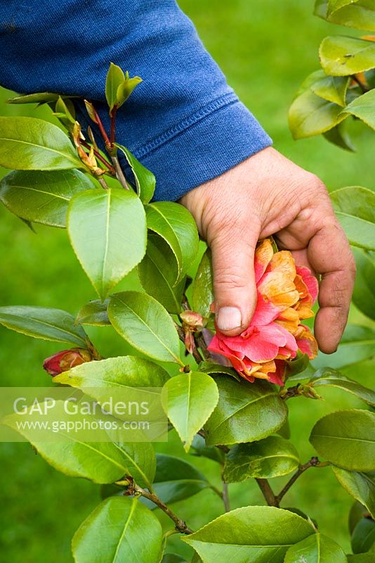 Deadheading a camellia by removing faded blooms after they have finished flowering