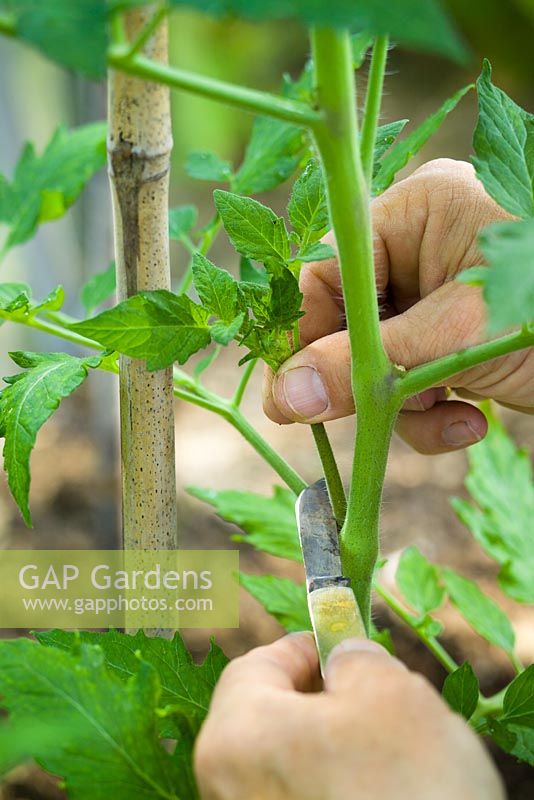 Pinching out sideshoots on tomatoes in the greenhouse with a penknife