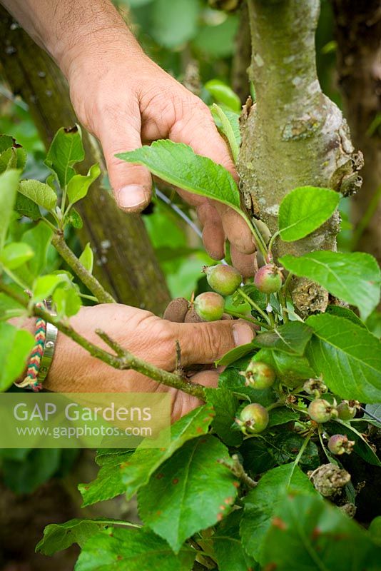 Thinning out fruits of young apples to give fewer but larger and better quality fruit