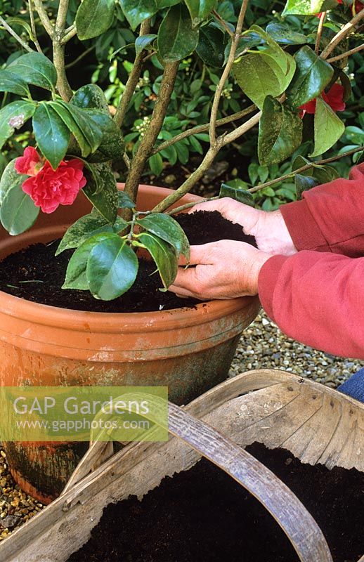 Top dressing a camellia in a container