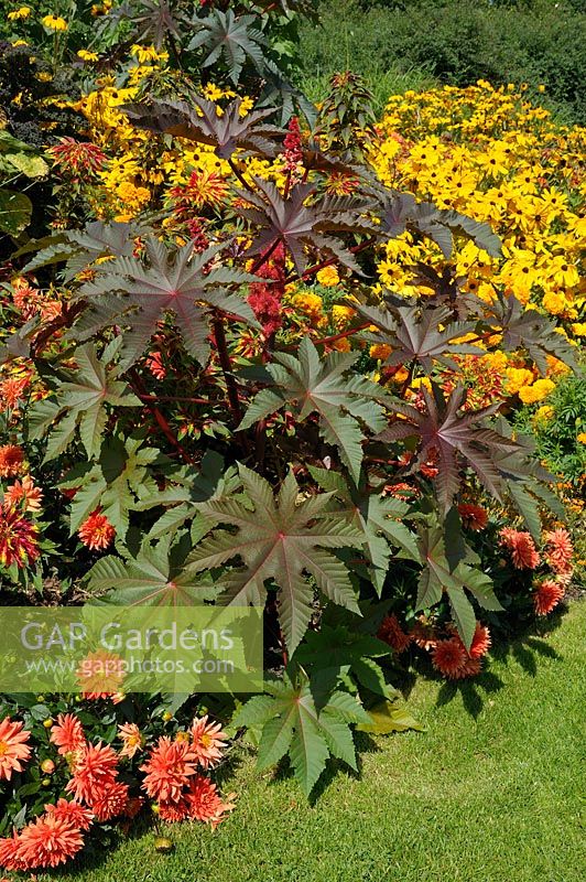 Ricinus communis - Castor Oil Plant in flowerbed