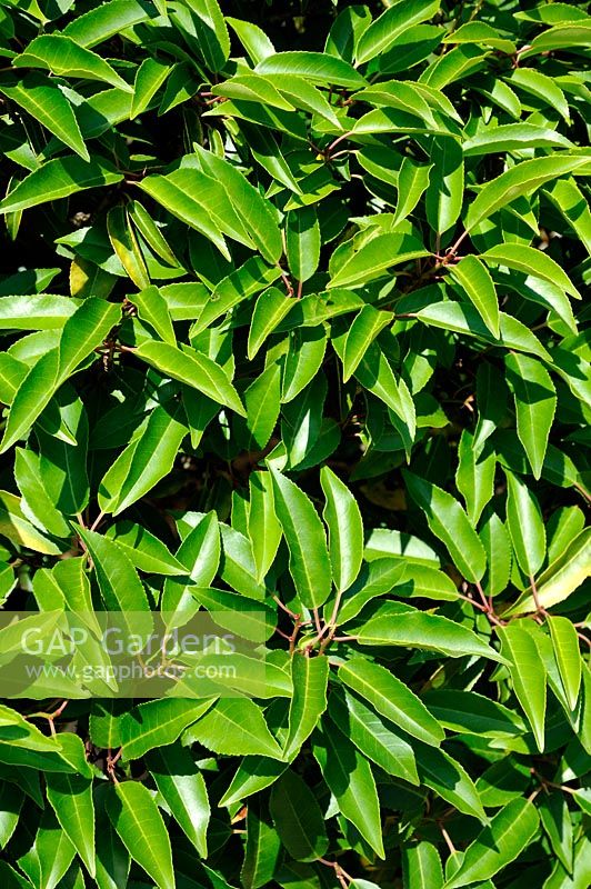 Prunus lusitanica 'Myrtifolia' - Portuguese Laurel