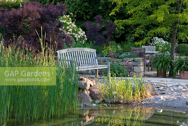 Natural swimming pool, wooden bench near a dry stone wall and planting of Rosa 'de Féligonde', Agapanthus, Centranthus ruber 'Coccineus', Cotinus coggygria 'Royal Purple', Gleditsia triacanthos 'Sunburst', Ranunculus lingua and Scirpus 