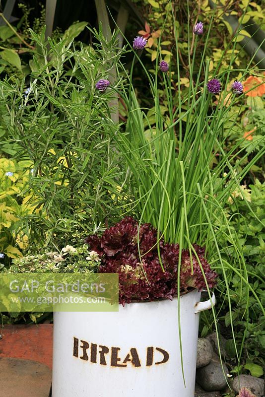 Chives, rosemary, variegated thyme and Lettuce 'Lollo Rossa' growing in an old enamel bread bin