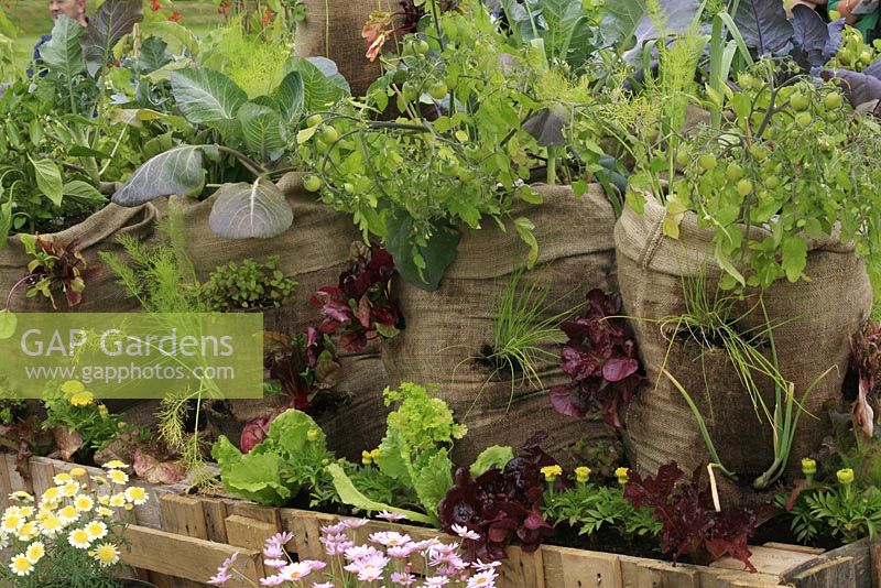 Vegetables and herbs being grown in the tops and sides of recycled hessian sacks above a retaining wall made from wooden pallets, planted with marigolds and lettuce