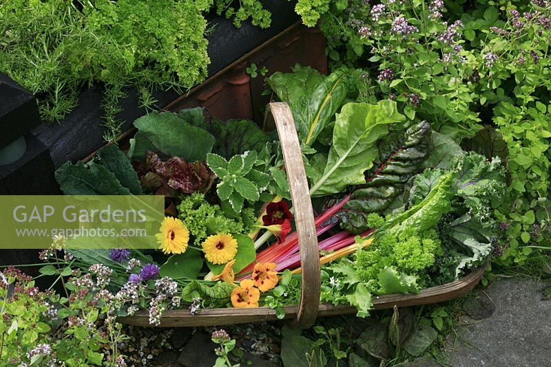 Summer harvest of salad leaves, vegetables, herbs and edible flowers in a traditional wooden trug - Rainbow chard with 'Redbor' kale, parsley, chicory, nasturtiums, red veined sorrel, pot marigolds, chives, marjoram,  kale 'Nero di Toscana', variegated pineapple mint and watercress
