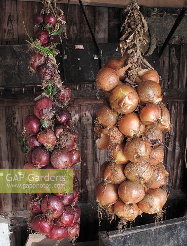 Neatly strung white and red onions stored in a shed with a few showing signs of botrytis disease which if left will infect the healthy onions                        