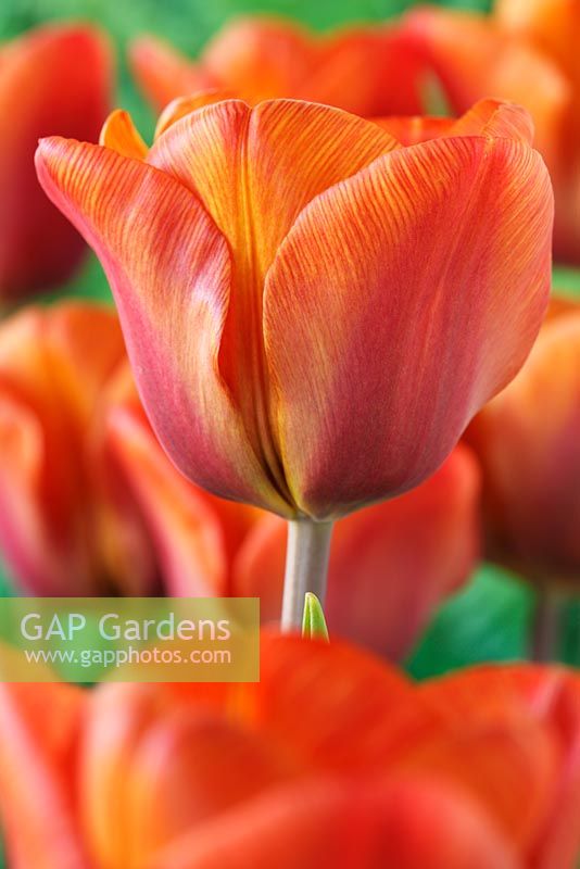 Tulipa 'Cairo', Triumph Group, April