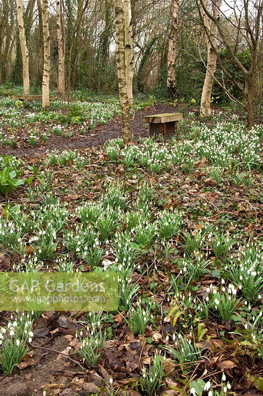 Snowdrops in the woodland garden - Pembury House Gardens, Sussex 
