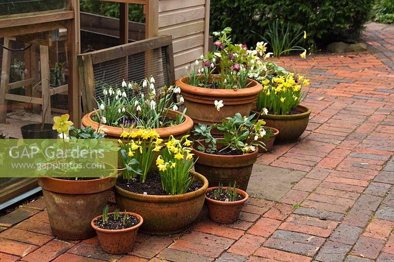 Winter containers on patio with Helleborus, Galanthus and Narcissus - Pembury House Gardens, Sussex