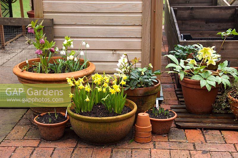 Winter containers on patio with Helleborus, Galanthus and Narcissus - Pembury House Gardens, Sussex
