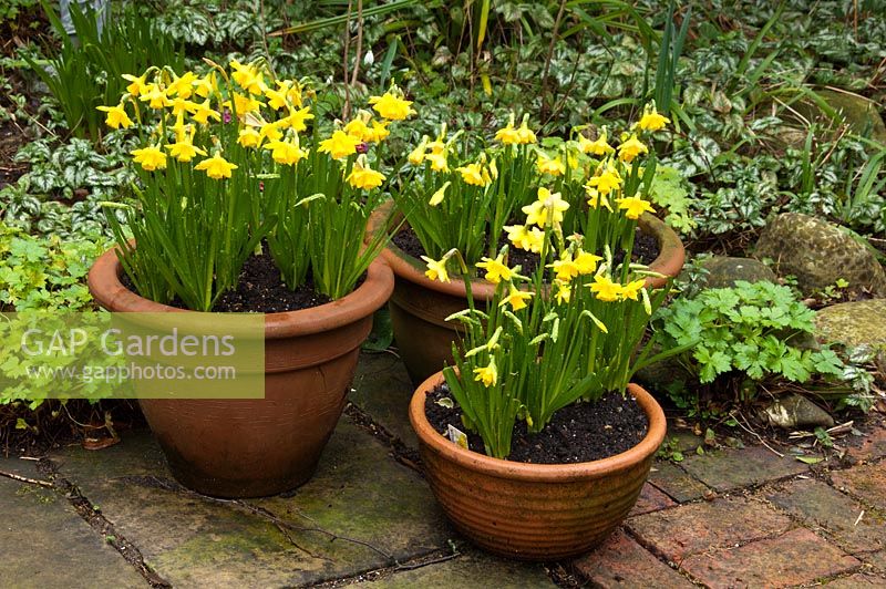 Narcissus 'Tete-a-tete' - Pembury House Gardens, Sussex