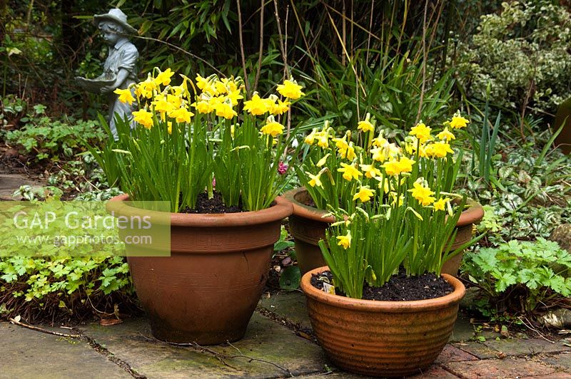 Narcissus 'Tete-a-tete' - Pembury House Gardens, Sussex
