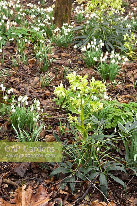 Helleborus foetidus and Galanthus - Pembury House Gardens, Sussex