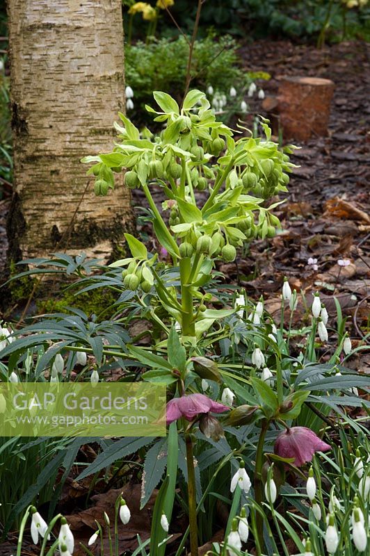 Helleborus foetidus and Galanthus - Pembury House Gardens, Sussex
