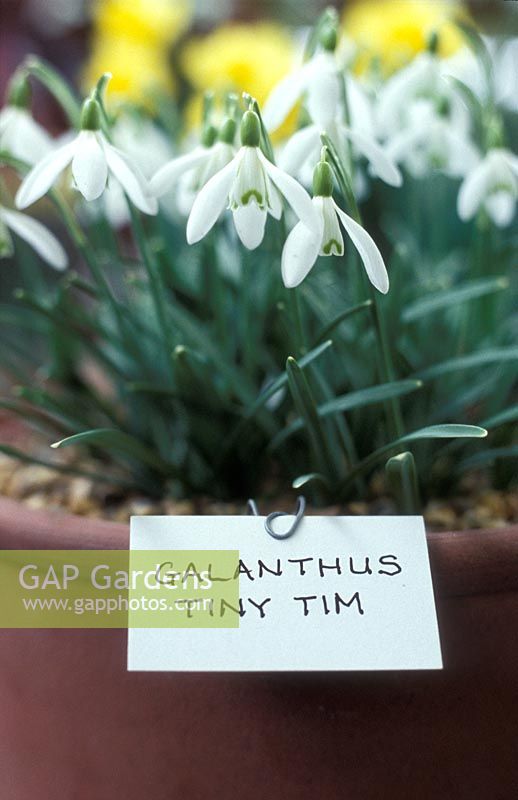 Galanthus 'Tiny Tim' - Alpine Show, Kent, April 2006