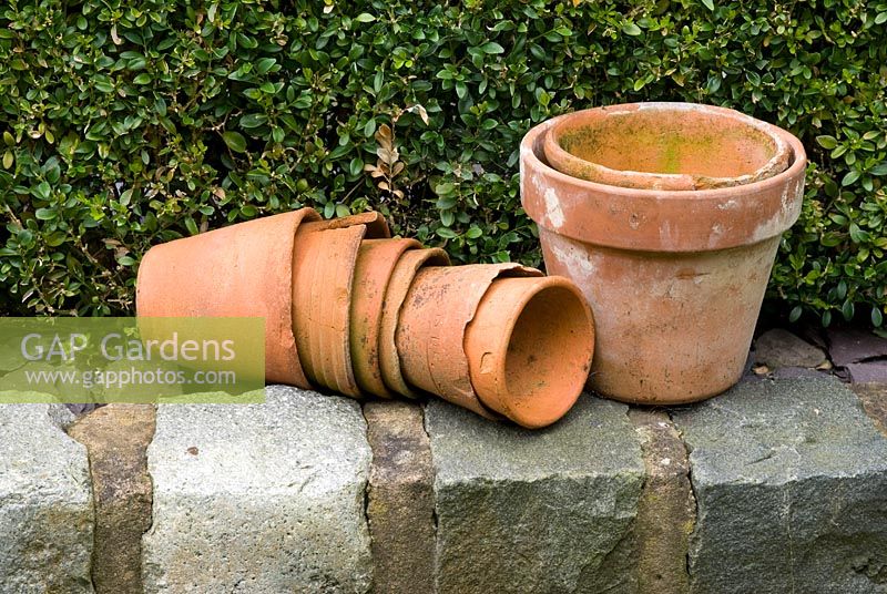 Old clay pots on wall made of relaimed cobbles with Buxus hedge behind - Brocklebank Road, Southport, Lancashire NGS 
