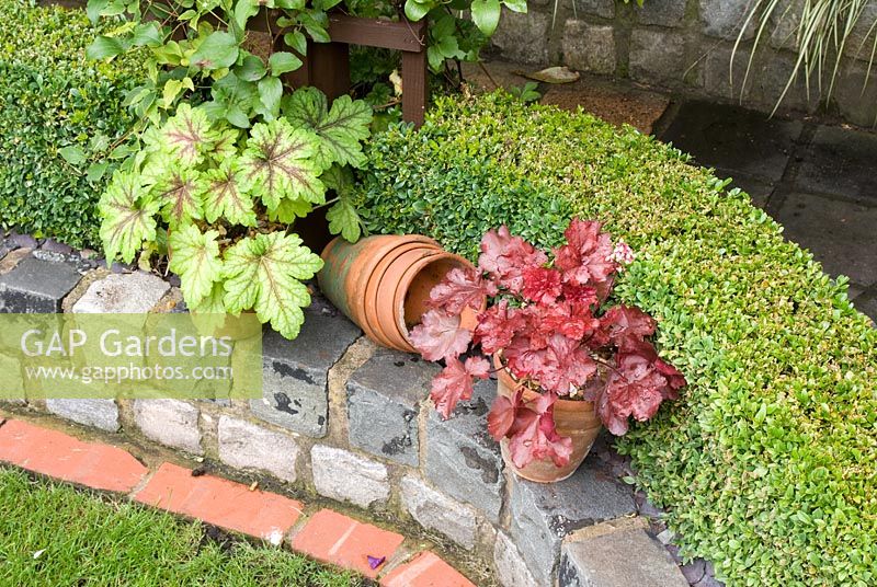 Heuchera 'Spotlight' and Heuchera 'Berry Smoothie' with old clay pots on wall made of relaimed small cobbles with Buxus - Box hedge - Brocklebank Road, Southport, Lancashire NGS 
