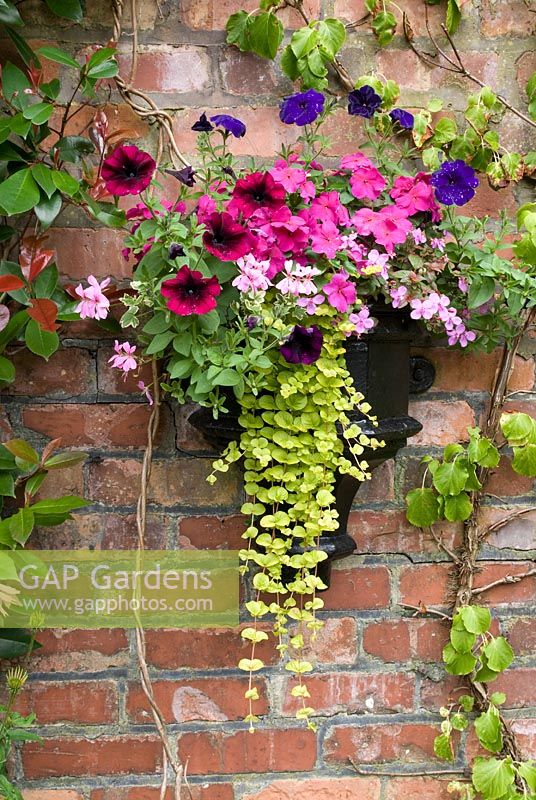 Wall planter made from the top of a reclaimed Victorian drainpipe with Geranium, Lysimachia aurea, Petunia and Impatiens against red brick wall with Hedera and Photinia - Brocklebank Road, Southport, Lancashire NGS 
