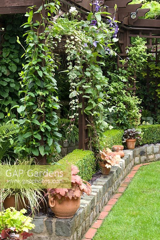 Paths and walls made from reclaimed cobbles and red bricks, Buxus sempervirens - Box hedge, clay pots with Heuchera and trellis with Clematis - Brocklebank Road, Southport, Lancashire NGS 

