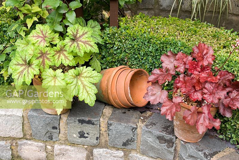 Heuchera 'Spotlight' and Heuchera 'Berry Smoothie' with old clay pots on wall made from relaimed cobbles with Buxus - Box hedge - Brocklebank Road, Southport, Lancashire NGS 
