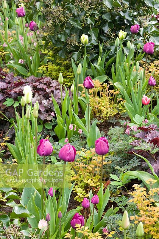 Tulipa 'Menton', Tulipa viridiflora 'Spring Green', Tulipa 'Negrita', Heuchera and Dicentra at Keukenhof, Holland