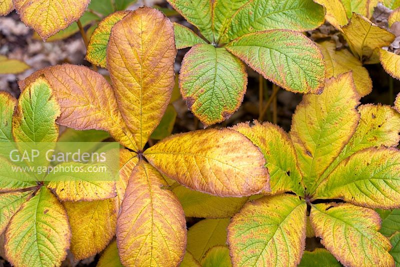 Rodgersia podophylla - Autumn colouring
