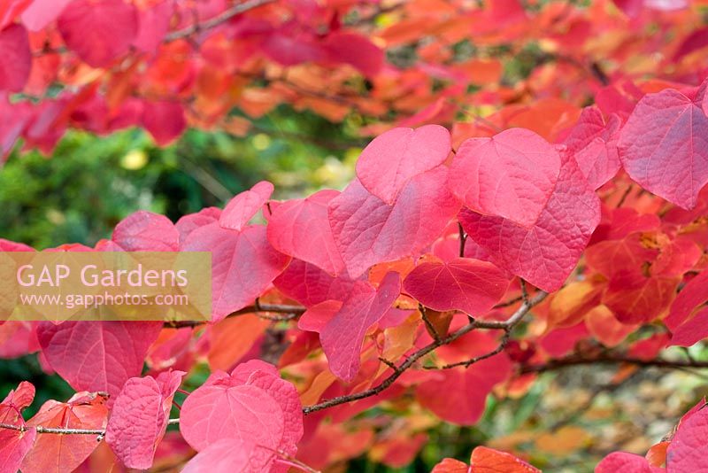 Disanthus cercidifolius - Autumn colouring