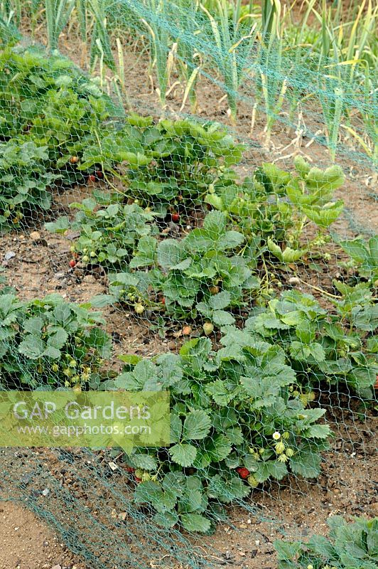 Strawberry plants protected by nylon netting with Leek as companion planting to prevent pests