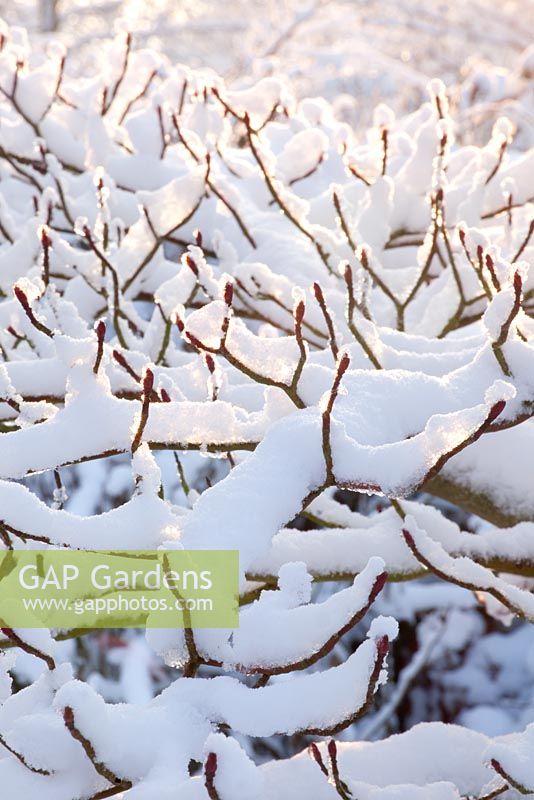 Cornus controversa 'Variegata' - Winter Garden and Nursery