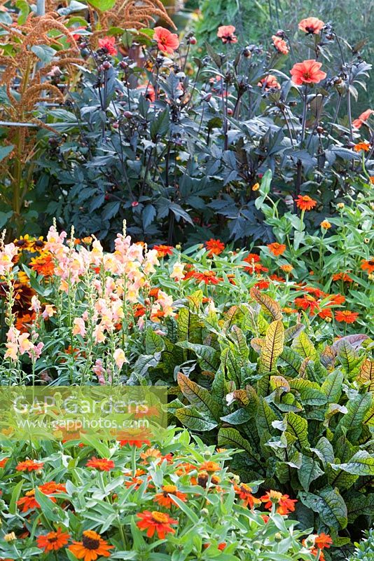 Summer border of Zinnia angustifolia 'Profusion Orange', Antirrhinum majus 'Animation Orange', Rumex acetosella 'Bloody Dock', Dahlia cultivar 'Bishop of Llandaff' and Amaranthus cruentus 'Hot Biscuits'