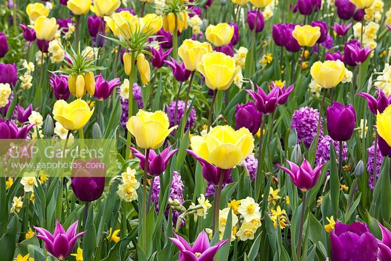 Spring border of Tulipa 'Purple Prince', Hyacinthus 'Amethyst', Narcissus 'Tete-a-Tete', Narcissus 'Yellow Cheerfulness', Tulipa 'Fringed Elegance' and Tulipa 'Maytime'